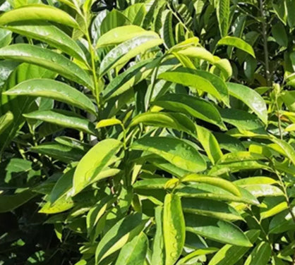 Sour sop loose leaf tea
